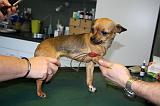 CHIHUAHUA - GARROT PRISE DE SANG  004